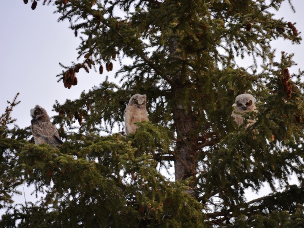 Baby Owls