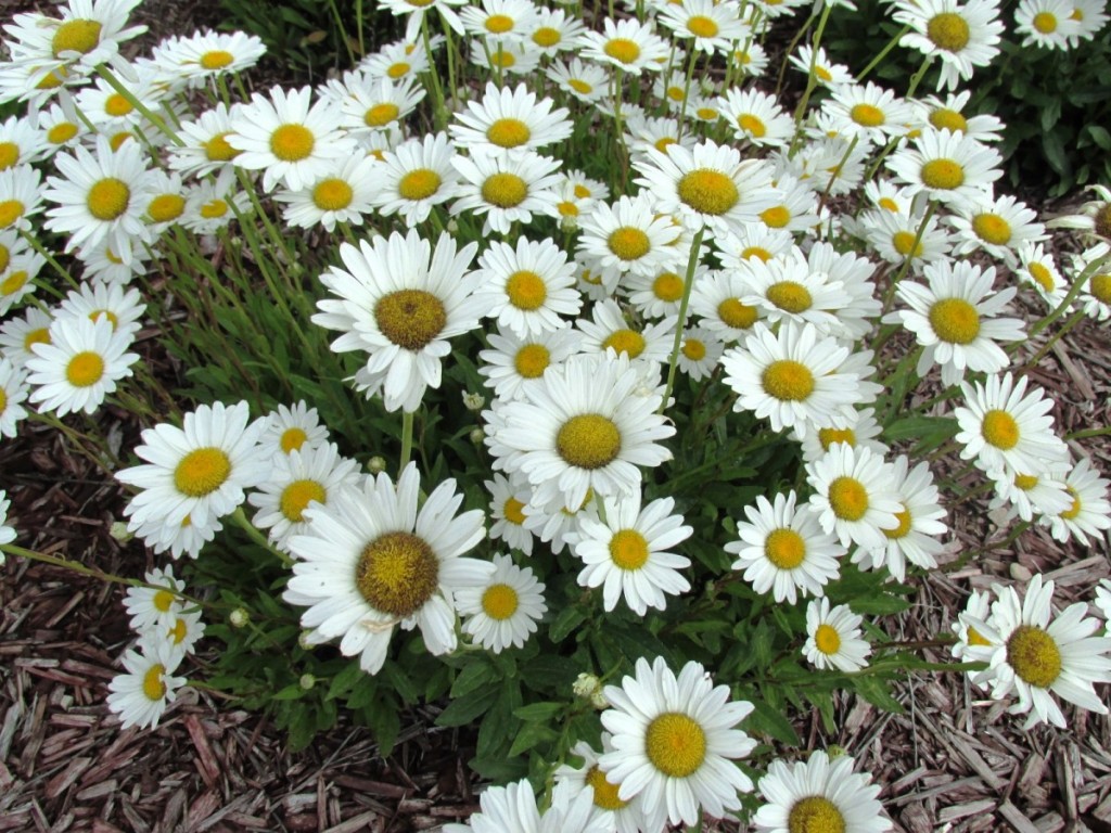 Daisys