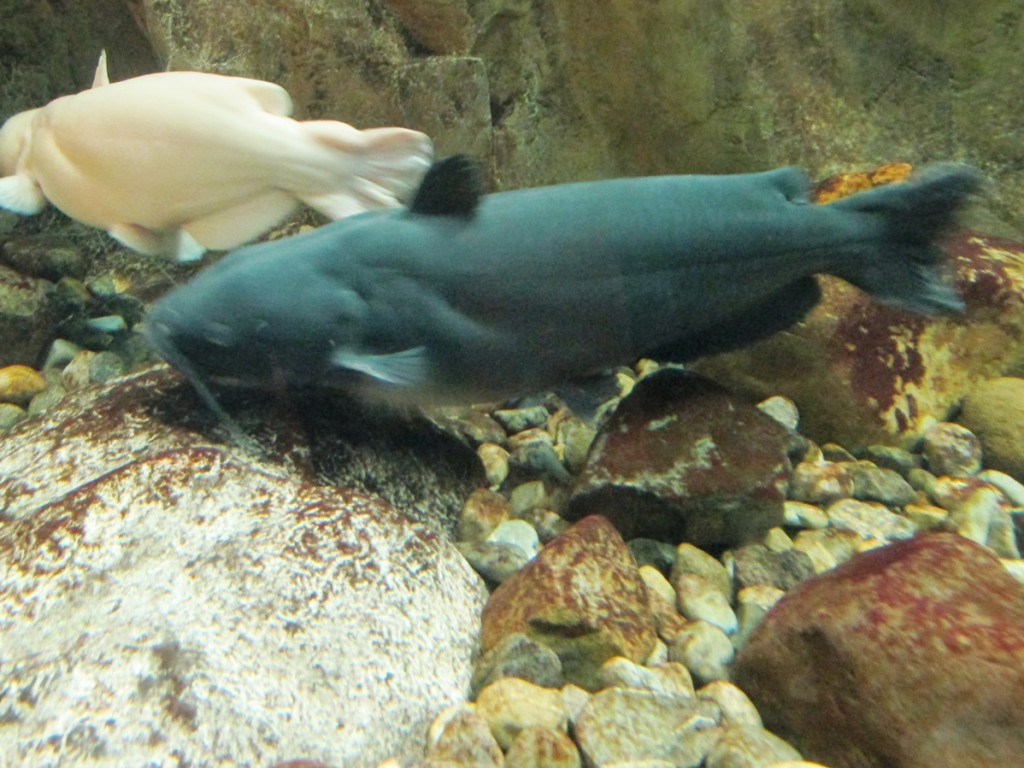 Catfish