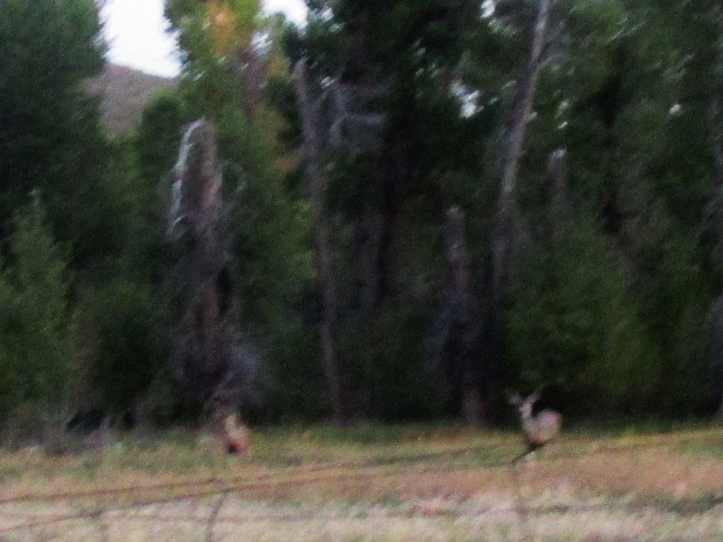 Mule Deer