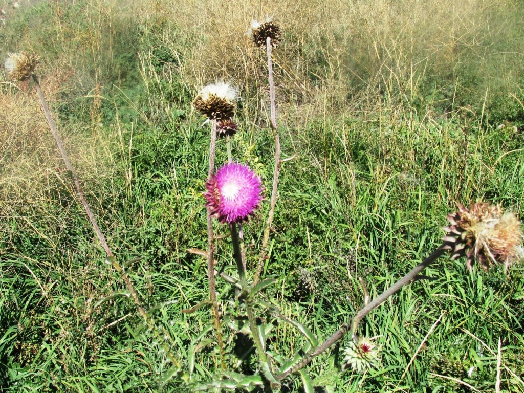 Thistles near John M Simmons Home