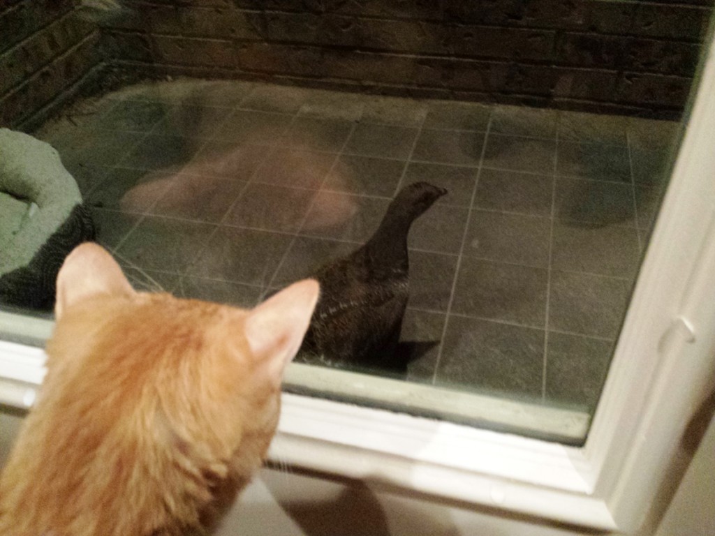 Cat and Sage Hen at Simmons House