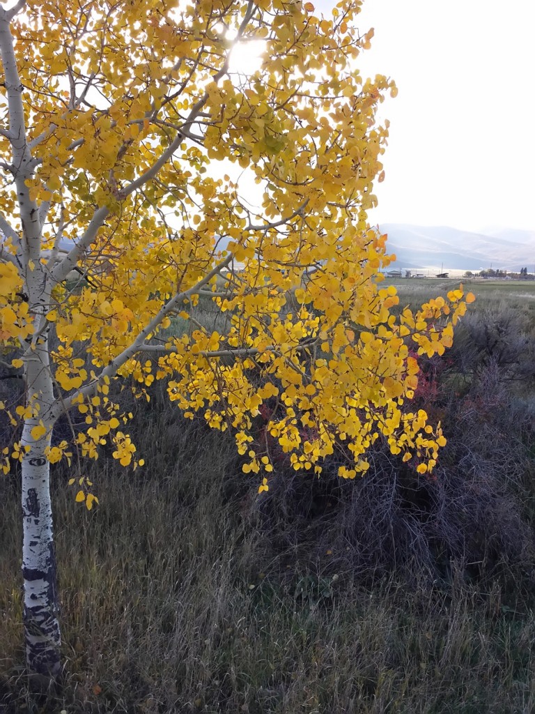 Aspens near John M Simmons home