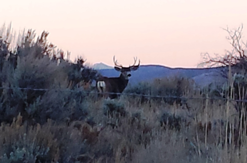 Big Buck