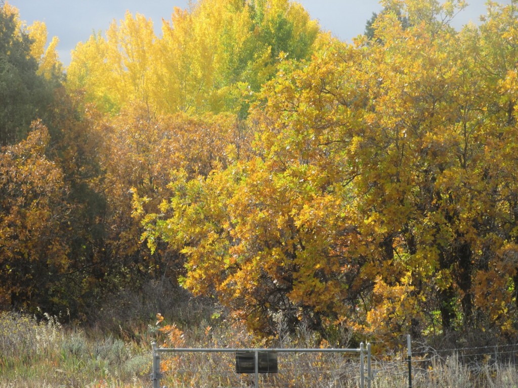 Golden Leaves by Jack Simmons